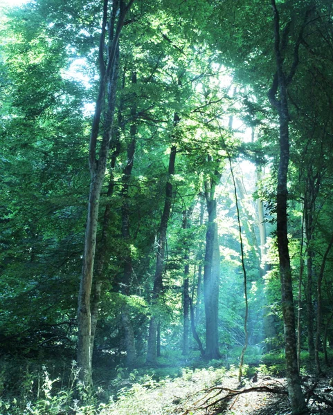 阳光森林 — 图库照片