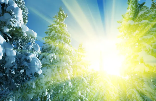 日当たりの良い冬の森 — ストック写真