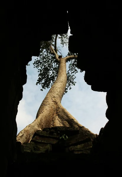 Albero ad Angkor — Foto Stock