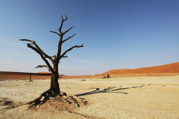 Boom in de namib woestijn — Stockfoto