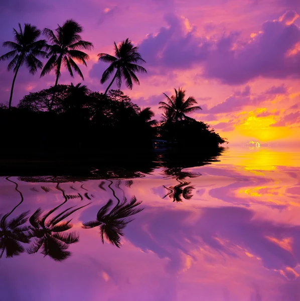 Por do sol tropical — Fotografia de Stock
