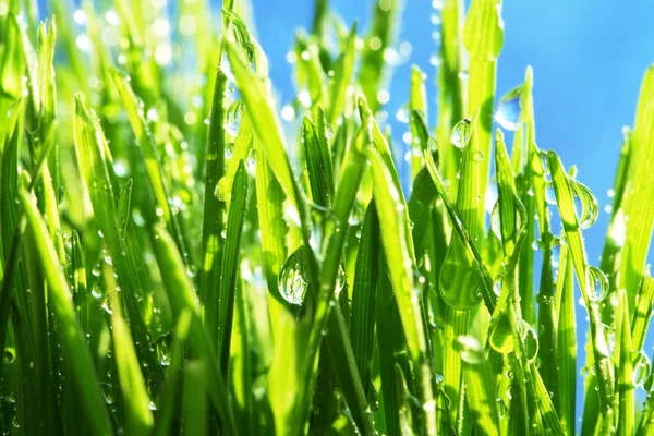 stock image Wet grass on blue