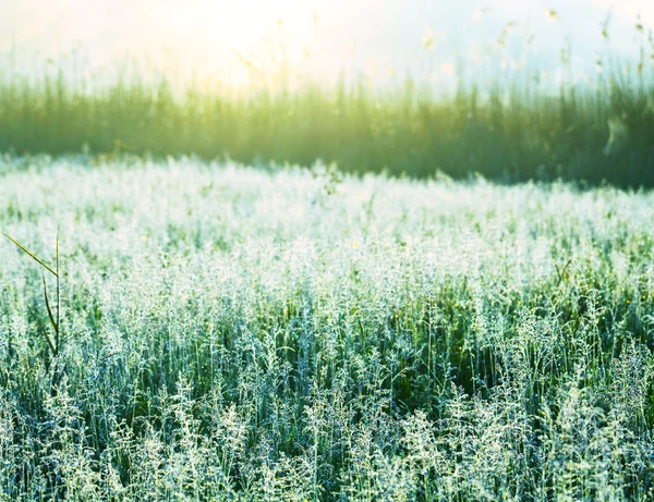 Мокрій траві — стокове фото