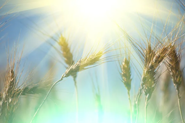 Wheat — Stock Photo, Image