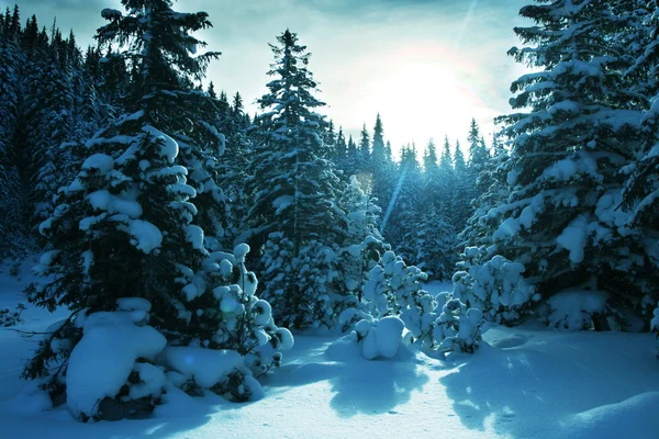 Vinterskog — Stockfoto