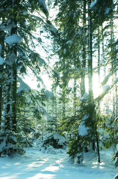 Vinterskog – stockfoto