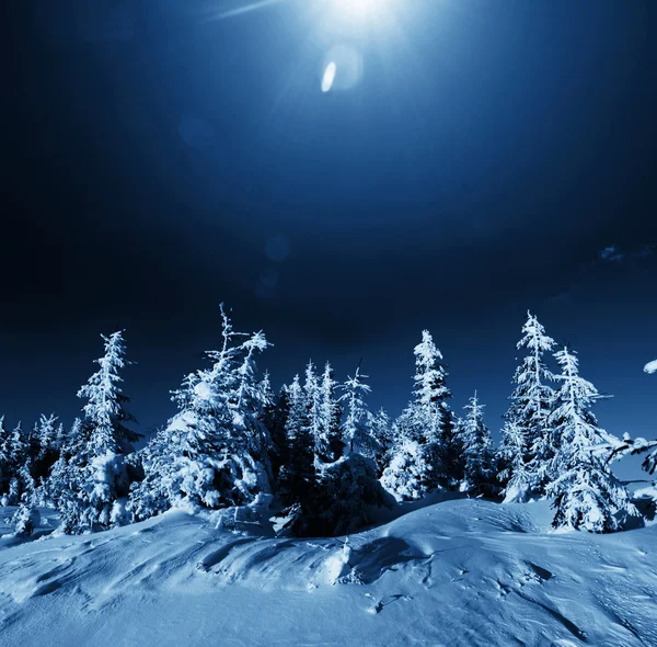 Las zimowy — Zdjęcie stockowe