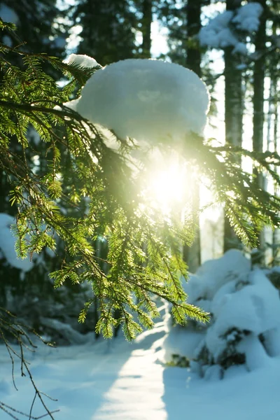 Téli erdő — Stock Fotó