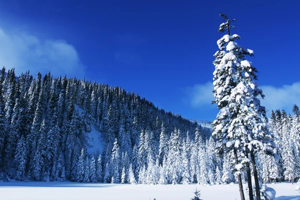 Inverno nella foresta — Foto Stock