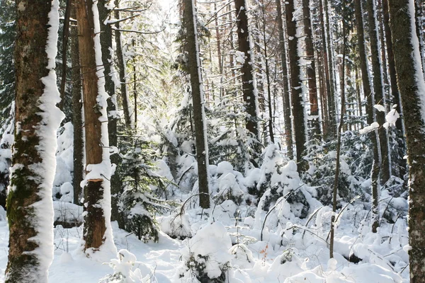 Invierno en bosque —  Fotos de Stock