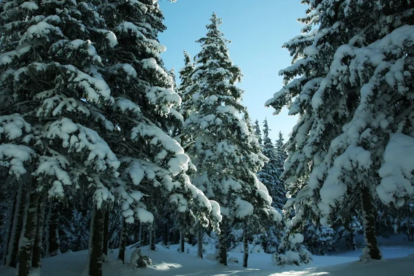 Inverno nella foresta — Foto Stock
