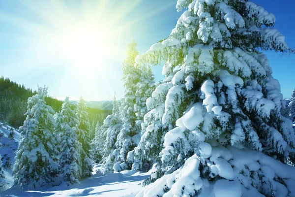 Winter in bos — Stockfoto