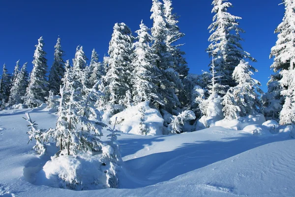 Зима в лесу — стоковое фото