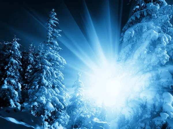 Talvi metsässä — kuvapankkivalokuva