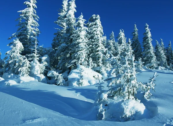 Winter in bos — Stockfoto