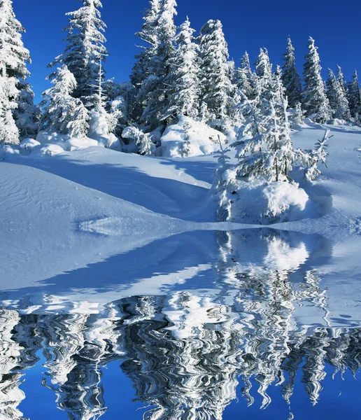 Vinter i skov - Stock-foto