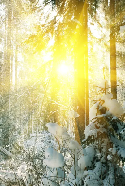 Χειμώνας στο δάσος — Φωτογραφία Αρχείου