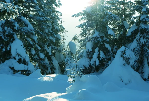숲 속의 겨울 — 스톡 사진