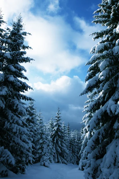 Winter im Wald — Stockfoto