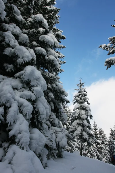 Vinter i skogen — Stockfoto