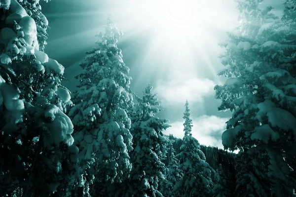 Χειμώνας στο δάσος — Φωτογραφία Αρχείου
