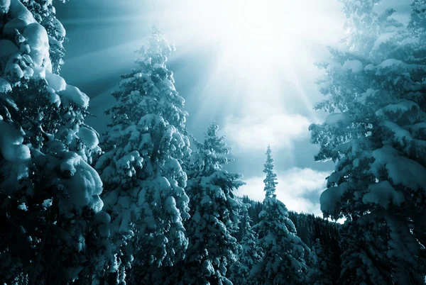 Winter in het bos — Stockfoto