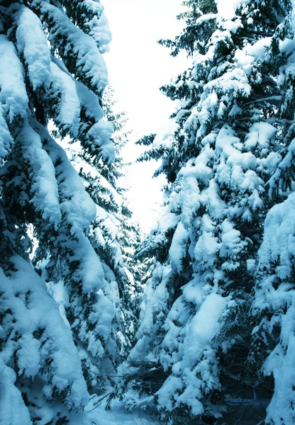 L'hiver dans la montagne — Photo