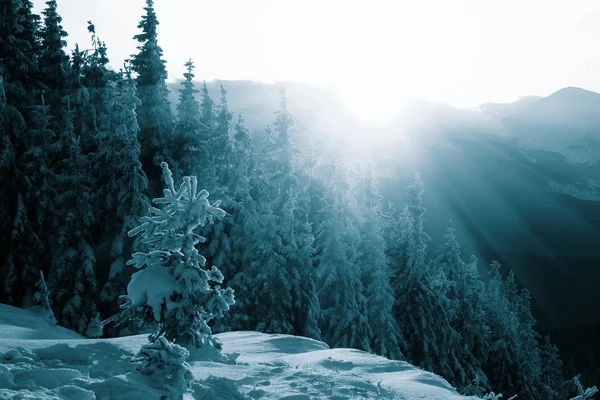 Winter bergen — Stockfoto