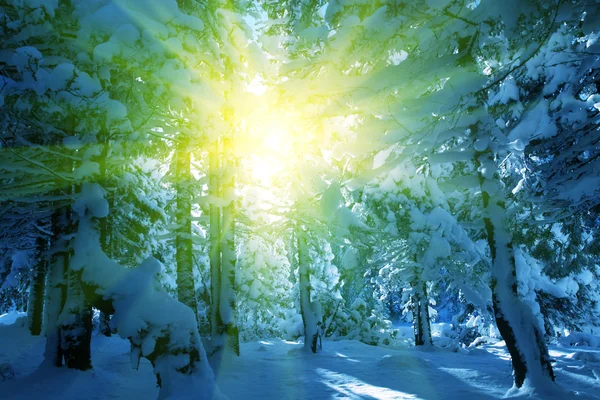 Zimní scéna v lese — Stock fotografie