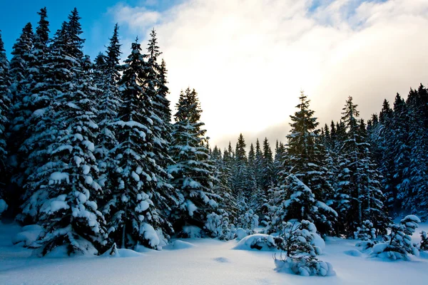 Wintersaison im Wald — Stockfoto
