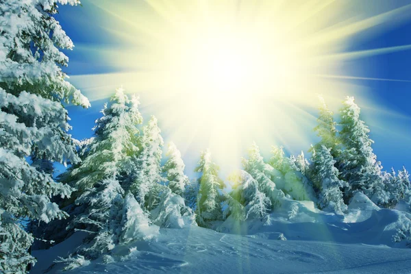 Wintersaison im Wald — Stockfoto
