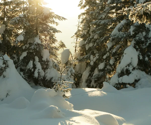Winters bos op zonsopgang — Stockfoto