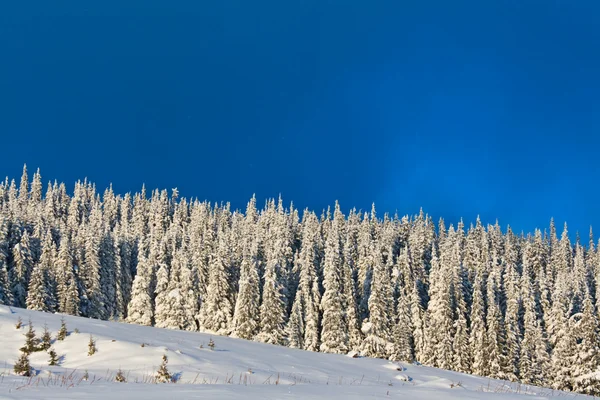 Δάσος χειμώνες — Φωτογραφία Αρχείου