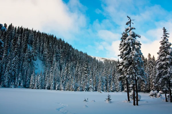 Tél-erdő — Stock Fotó