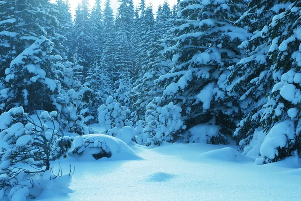 Kışları orman — Stok fotoğraf