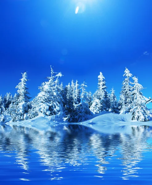 Winters forest — Stock Photo, Image