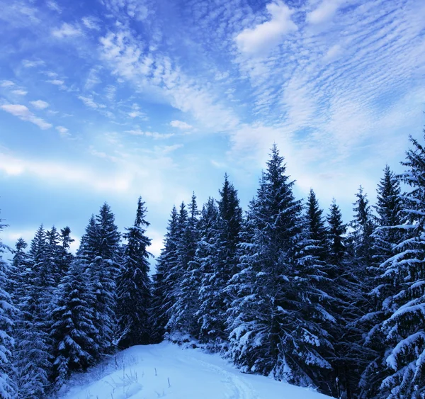 Kışlar — Stok fotoğraf