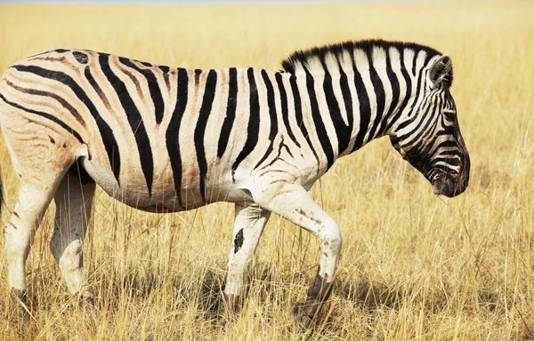 Zebra de perto — Fotografia de Stock