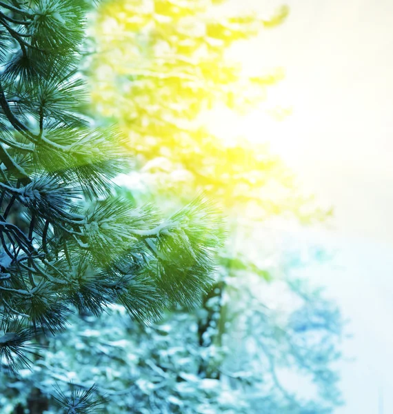Un árbol congelado — Foto de Stock