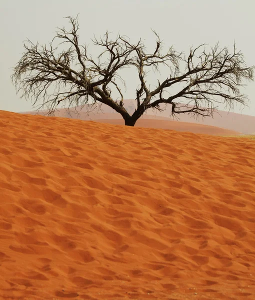 Albero nel deserto — Foto Stock