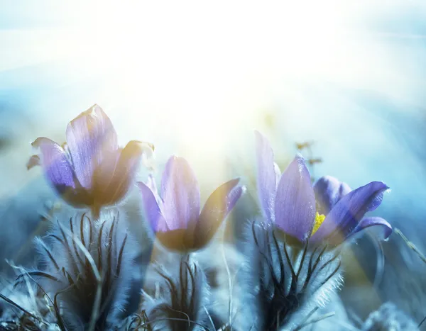 Spring flowers — Stock Image Spring flowers Royalty Free Stock Photos