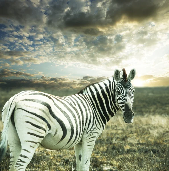 Zebra Stockbild