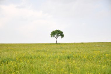 yeşil çayır