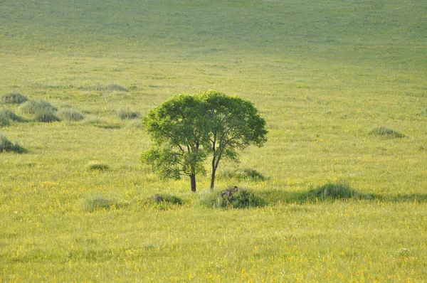 Yeşil çayır — Stok fotoğraf