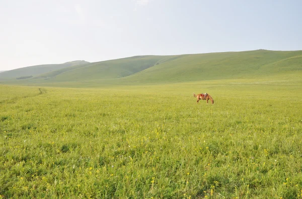 Horse on the field — Stock Photo, Image