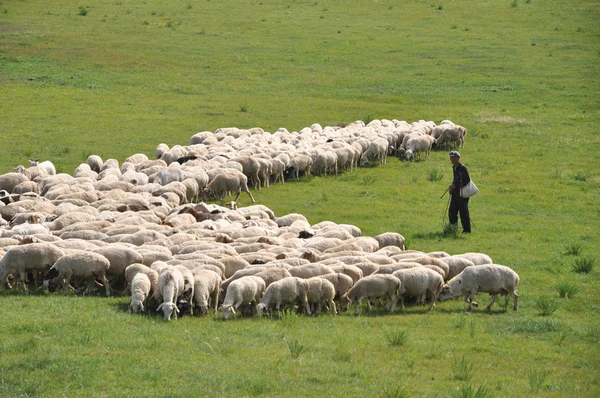 Овцы на горе в городе Куньмин, Китай — стоковое фото