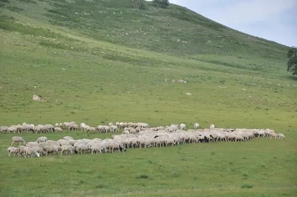 stock image Sheep on mountain in the city of Kunming, China