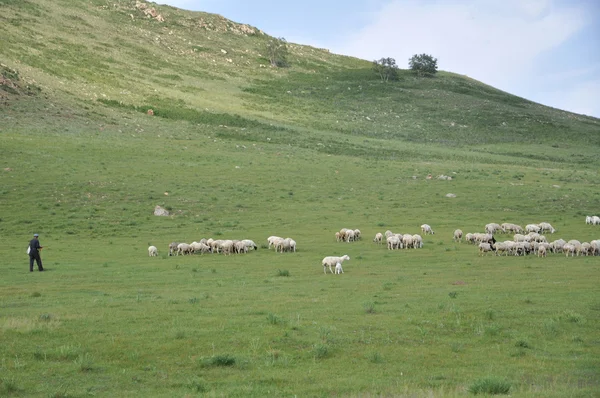 Πρόβατα στο βουνό σε την πόλη Κουνμίνγκ, Κίνα — Φωτογραφία Αρχείου