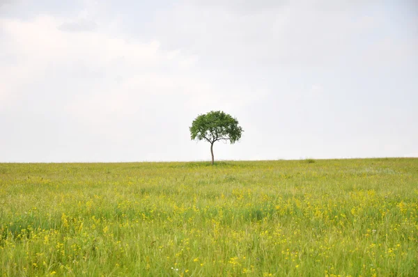 Zielona łąka — Zdjęcie stockowe