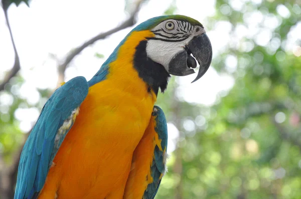 Um papagaio colorido — Fotografia de Stock